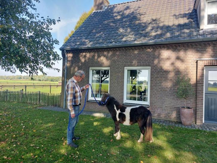 Prachtig zwart bonte kinderpony, Dieren en Toebehoren, Pony's, Merrie, A pony (tot 1.17m), Recreatiepony, 0 tot 2 jaar, Gechipt