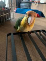 Caïque a tête orange eam., Dieren en Toebehoren, Vogels | Parkieten en Papegaaien, Geslacht onbekend, Papegaai, Geringd
