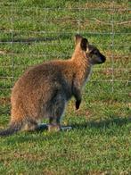 Onverwant koppel wallaby's/kangoeroe, Dieren en Toebehoren, Mei, Meerdere dieren