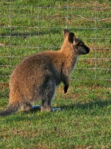 Onverwant koppel wallaby's/kangoeroe beschikbaar voor biedingen