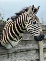 Zebra opgezette kop taxidermie, Ophalen