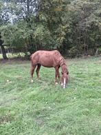 4 jarige d pony, Dieren en Toebehoren