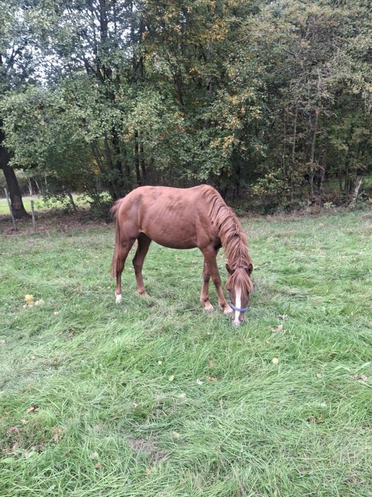 4 jarige d pony, Dieren en Toebehoren, Pony's