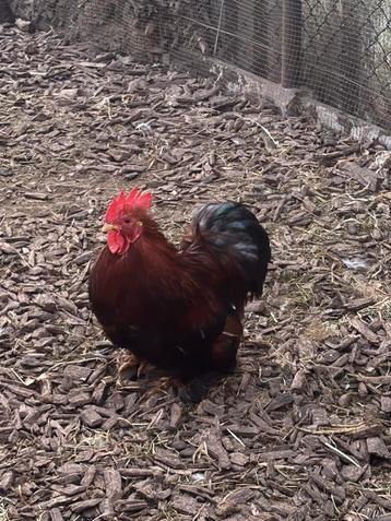 Cochin baby cock, Mâle, Poule ou poulet
