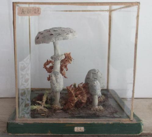 oude botanische modellen paddestoelen in grote glazen box, Antiek en Kunst, Curiosa en Brocante, Verzenden