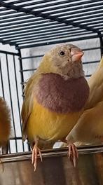 Pop Gouldamadine 2024, Dieren en Toebehoren, Vogels | Overige Vogels, Vrouwelijk, Tam, Tropenvogel