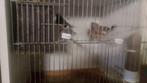 Vogels, Dieren en Toebehoren