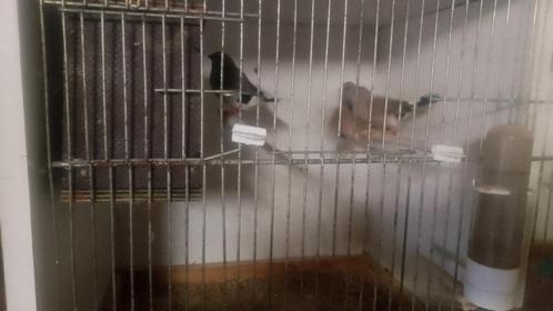 Vogels, Dieren en Toebehoren, Vogels | Overige Vogels