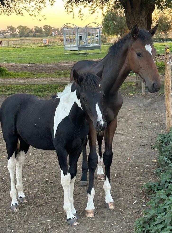 Hengsteveulen/jaarling van just wimphof(dressuur), Dieren en Toebehoren, Paarden, Hengst, Niet van toepassing, 165 tot 170 cm
