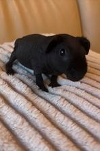 Zwart skinny cavia, Dieren en Toebehoren, Knaagdieren, Cavia, Vrouwelijk, Tam, September