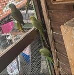 3 x halsbandparkieten