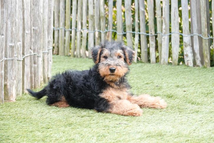 Prachtige Welsh Terriër Pups (ouders aanwezig), Dieren en Toebehoren, Honden | Jack Russells en Terriërs, Meerdere dieren, Overige rassen