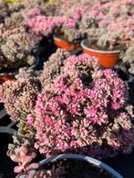 Sedum cauticola ‘Lindakense’ P10,5cm, Tuin en Terras, Planten | Tuinplanten, Ophalen, Zomer, Vaste plant, Bodembedekkers