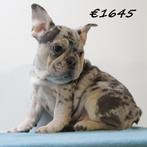 Franse Bulldog - pups te koop, Dieren en Toebehoren, 15 weken tot 1 jaar, Buitenland, CDV (hondenziekte), Meerdere