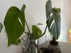 Monstera Delisiosa Variegata, Ophalen
