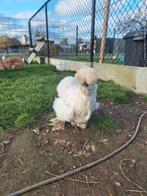 Zijdehoen hennetjes 6-7 maand oud, Dieren en Toebehoren, Pluimvee, Vrouwelijk, Kip