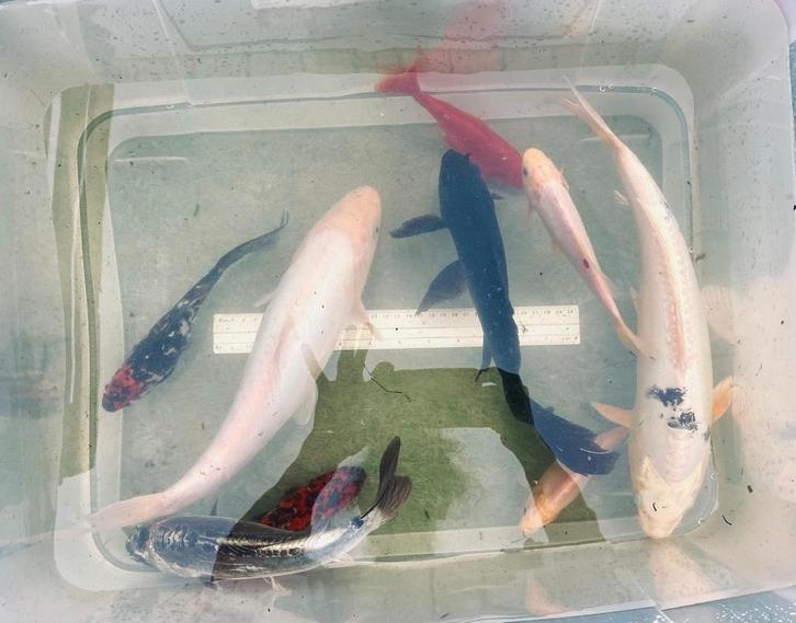 VIJVERVISSEN – KOI – GOUDVISSEN (90 Euro voor 9 vissen), Dieren en Toebehoren, Vissen | Aquariumvissen