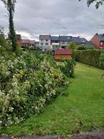 Gratis hout lindeboom, Tuin en Terras, Brandhout, Ophalen