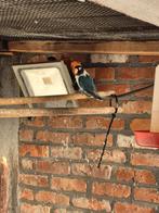 Dwergpapegaai 10€stuk.blauw en wit,oranje en groen