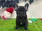 Chiots Bouledogue Français, Animaux & Accessoires, Bouledogue, Plusieurs, Parvovirose, Belgique