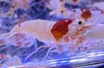 70 Crystal Red Pure Red Line = 90€, Dieren en Toebehoren, Vissen | Aquaria en Toebehoren, Ophalen of Verzenden