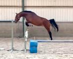 Quickly Ter Linden Z 4j ruin, Dieren en Toebehoren, E pony (1.48m - 1.57m), Gechipt, Ruin, Springpony