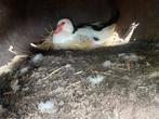 Barberie eenden 3 vrouwtjes, Dieren en Toebehoren, Pluimvee