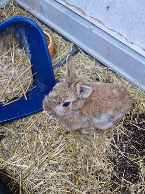 Leeuwenkop dwergkonijn, Dieren en Toebehoren, Konijnen, Dwerg, Mannelijk, 0 tot 2 jaar