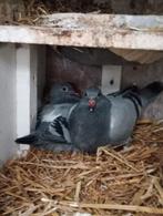 Koppel jongen van 2026 !!!!, Dieren en Toebehoren