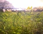 Aquarium planten guppygras en anubias minor, Ophalen, Nieuw, Plant(en), Steen of Hout
