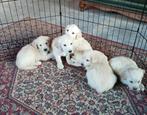 Golden retriever pups, Dieren en Toebehoren, Honden | Retrievers, Spaniëls en Waterhonden, Golden retriever, België, CDV (hondenziekte)