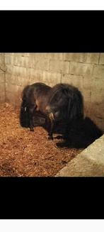 Mooie Shetland hengst, Dieren en Toebehoren, Pony's, Niet van toepassing, Hengst, A pony (tot 1.17m), 3 tot 6 jaar