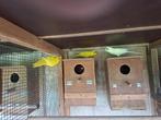 Kakariki's, Dieren en Toebehoren, Meerdere dieren, Parkiet, Geringd
