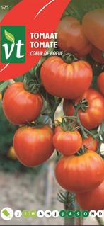 Plants de tomates Coeur de bœuf, Enlèvement ou Envoi