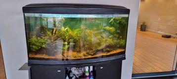 Aquarium van 300 liter beschikbaar voor biedingen