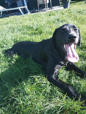 Traversée entre la Dalmatie et le Labrador  disponible aux enchères