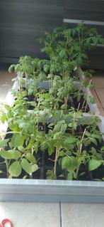 Tomatenplanten, Tuin en Terras, Ophalen of Verzenden
