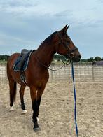 4 jarige top brave dressuurruin, Dieren en Toebehoren, Paarden, Zadelmak
