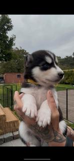Siberische husky pup(nog maar 1 beschikbaar voor reservatie), Dieren en Toebehoren, Honden | Poolhonden, Keeshonden en Oertypen
