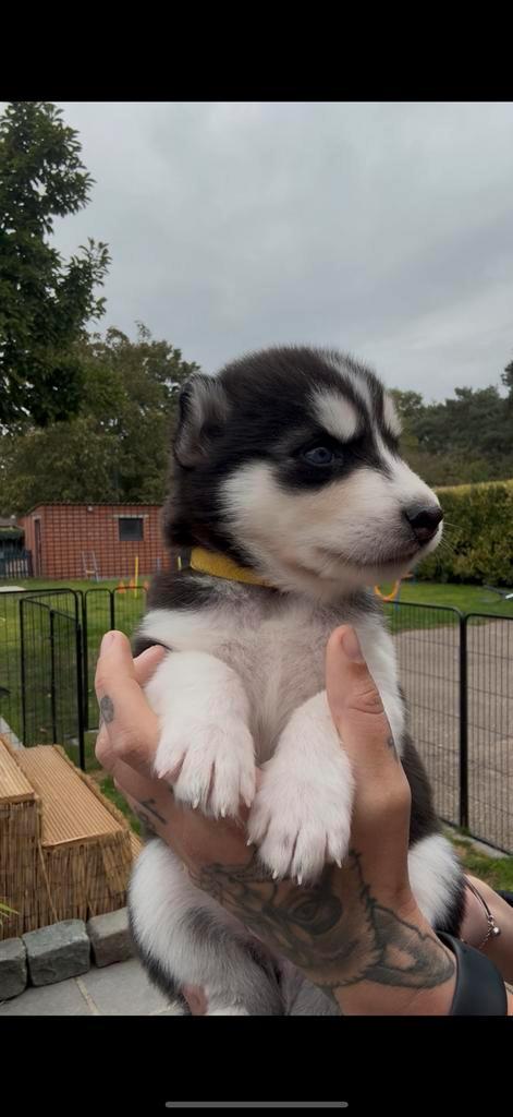 Siberische husky pups, Dieren en Toebehoren, Honden | Poolhonden, Keeshonden en Oertypen, Meerdere dieren, Poolhond, Fokker | Hobbymatig