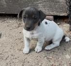 Jack Russell pups, België, Fokker | Hobbymatig, Jack Russell Terriër, 8 tot 15 weken