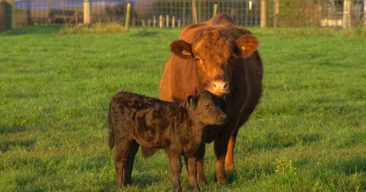 GEZOCHT: mini koe, Dieren en Toebehoren, Runderen, Vrouwelijk, 0 tot 2 jaar