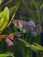 Silverado red dragon guppen!, Dieren en Toebehoren, Vissen | Aquariumvissen