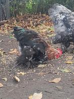 Haantje, Dieren en Toebehoren, Pluimvee, Mannelijk, Kip