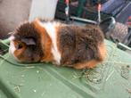 Mooi cavia beertje, Mâle, Domestique, Septembre, Cobaye