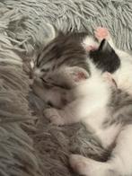 1 schattige Europese kitten, Poes, Gechipt, 0 tot 2 jaar