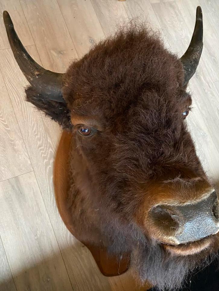 Bizonkop, taxidermie, opgezet dier, Verzamelen, Dierenverzamelingen, Gebruikt, Opgezet dier, Overige soorten, Ophalen