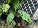 Musa Bananenplant winterhard, Jardin & Terrasse, Plantes | Jardin, Enlèvement