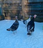 Kalkoenen haan + 2 hennen 120€, Dieren en Toebehoren, Pluimvee