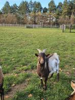 bok, Dieren en Toebehoren, Mannelijk, Geit